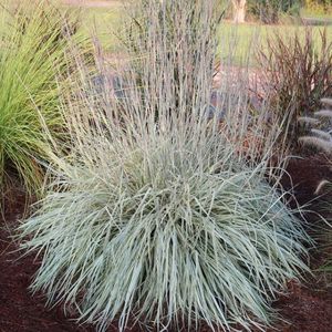 Shining Star™ Variegated Little Bluestem Grass, Schizachyrium scoparium 'ECGSS'